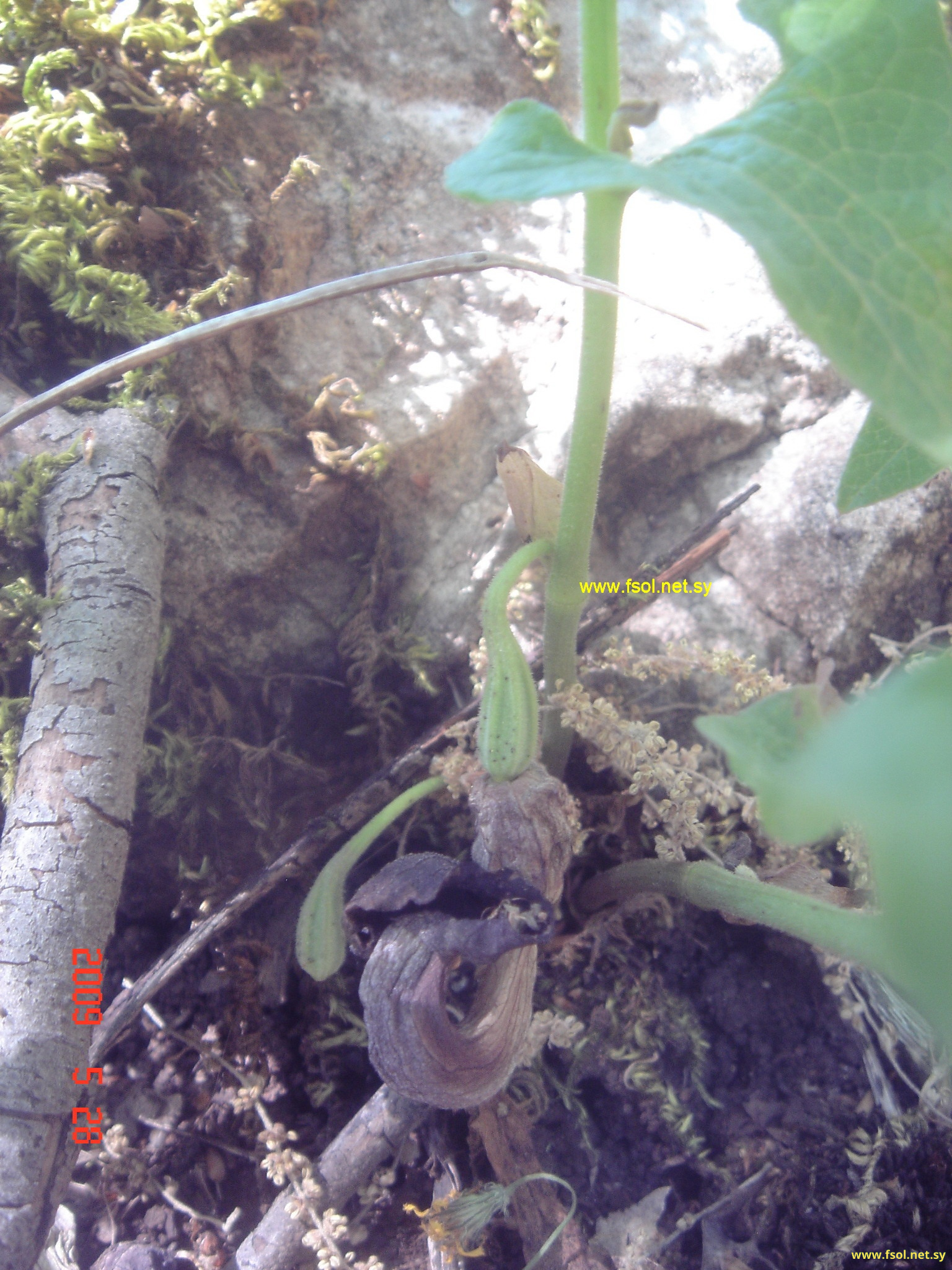 Aristolochia altissima Desf.